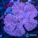Symphyllia spp (бордовая симпфиллия)