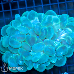 Plerogyra Sinuosa (bubble coral)