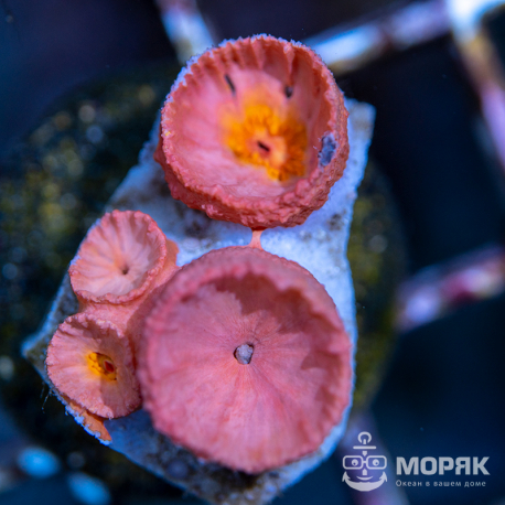 Tubastraea sp. - Тубастрея солнечный коралл