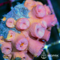 Tubastraea - солнечный коралл