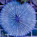 Cycloseris (фунгия) L