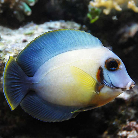 Acanthurus pyroferus (шоколадный хирург)