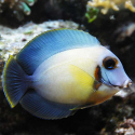 Acanthurus pyroferus juv. (шоколадный хирург)