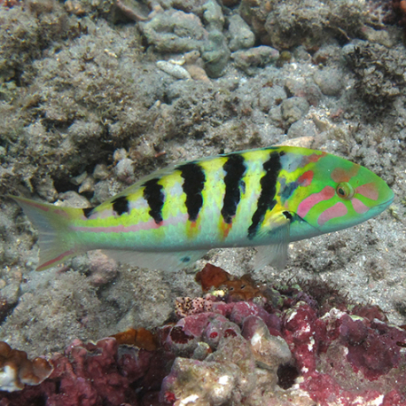 Thalassoma hardwicke (чернополосая талассома)