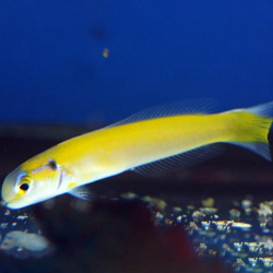 Hoplolatilus luteus (кафельник желтый)