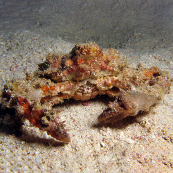 Schozophyrs aspera (краб-паук декоратор)