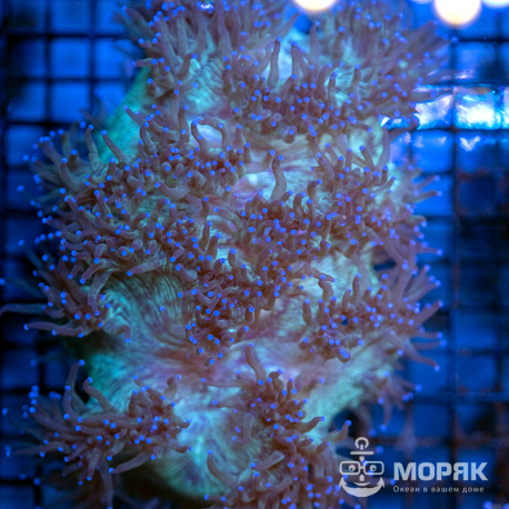 Catalaphyllia jardinei