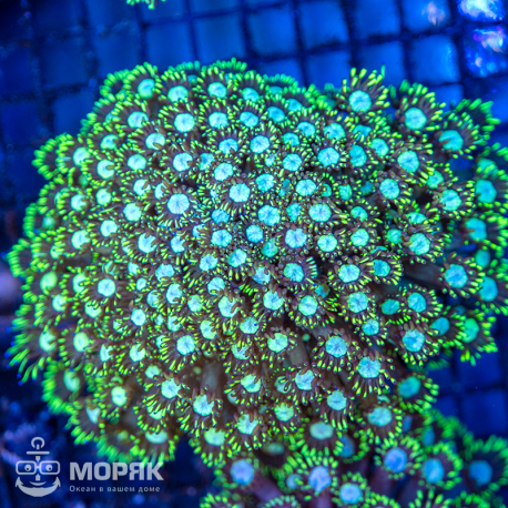Goniopora sp - гониопора