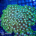Goniopora sp - гониопора