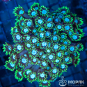 Goniopora sp - гониопора