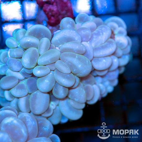 Plerogyra Sinuosa (Green bubble coral)