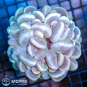 Plerogyra Sinuosa (bubble coral)