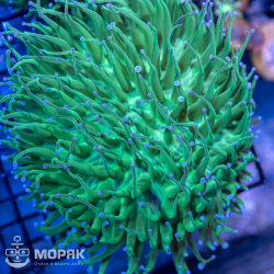 Heliofungia actiniformis (хелиофунгия)