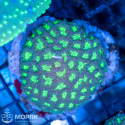 Favites spp, коралл-мозговик