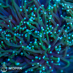 Эуфилия глабренсис (Euphyllia glabrescens)