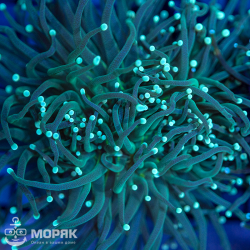 Euphyllia glabrescens - факельный коралл