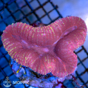 Lobophyllia sp. (красная)