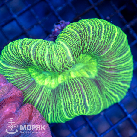 Trachyphyllia geoffroyi (Green multicolor)