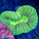 Trachyphyllia geoffroyi