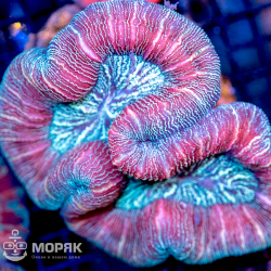 Wellsophyllia radiata - Велсофиллия радиата