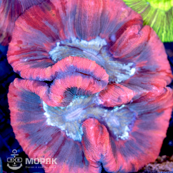 Wellsophyllia radiata - Велсофиллия радиата