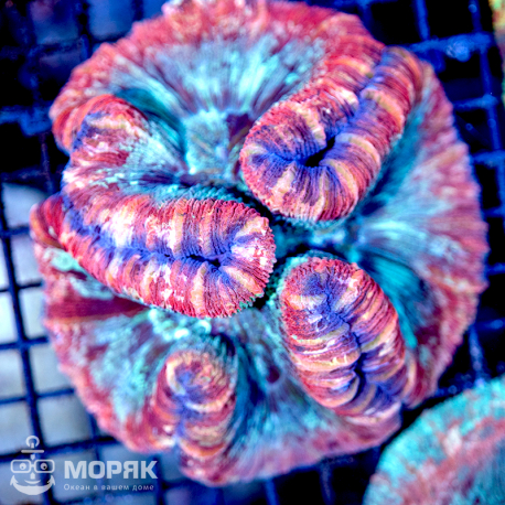 Wellsophyllia radiata - Велсофиллия радиата