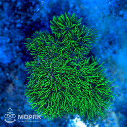 Briareum sp. (бреариум)