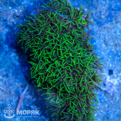 Briareum sp. (бреариум)