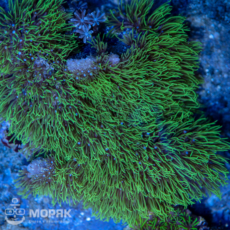 Briareum sp. (бреариум)