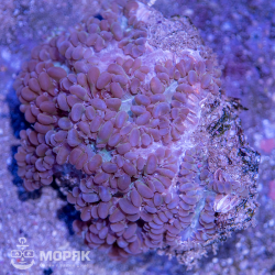 Plerogyra Sinuosa (bubble coral)