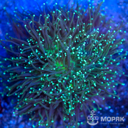 Euphyllia glabrescens - факельный коралл
