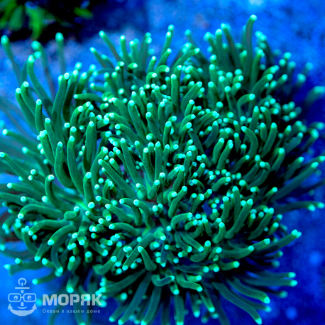 Euphyllia glabrescens - факельный коралл