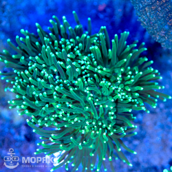 Euphyllia glabrescens - факельный коралл