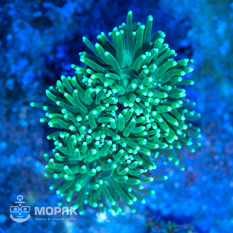 Euphyllia glabrescens - факельный коралл