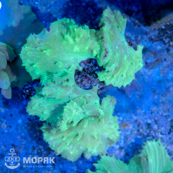 Sinularia dura neon green (ультразеленая синулярия)