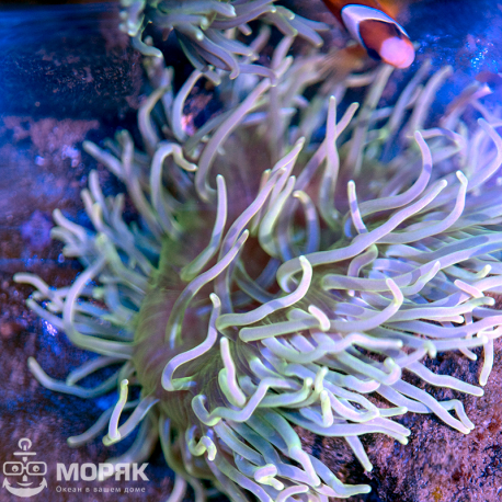 Macrodactyla Doreensis (макродактила краснотелая)