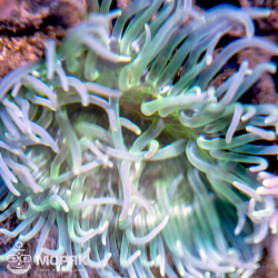 Macrodactyla Doreensis (макродактила краснотелая)