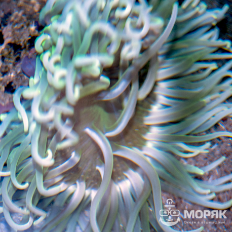 Macrodactyla Doreensis (макродактила краснотелая)