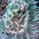 Macrodactyla Doreensis (макродактила краснотелая)