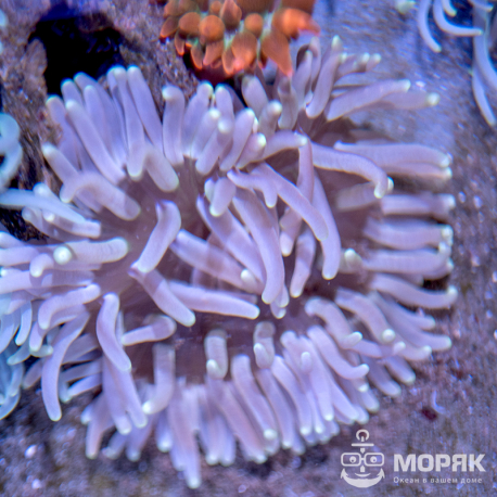 Macrodactyla Doreensis (макродактила краснотелая)