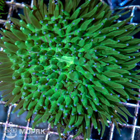 Heliofungia actiniformis (хелиофунгия)