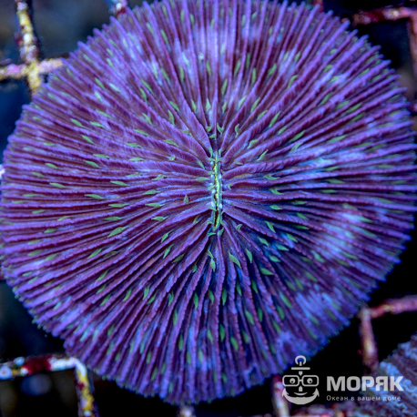 Fungia spp (фунгия)