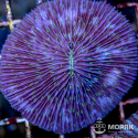 Fungia spp (фунгия)
