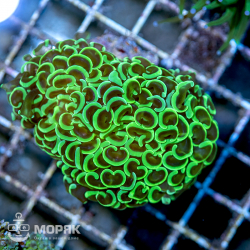 Euphyllia ancora (Эуфиллия анкора)