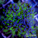 Euphyllia paraancora - эуфиллия параанкора
