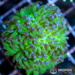 Euphyllia paraancora - эуфилия параанкора