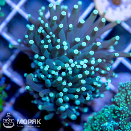 Euphyllia cristata (эуфиллия кристата)