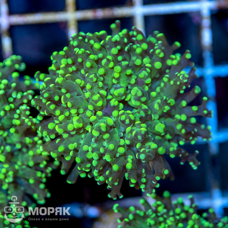 Euphyllia yaeyamaensis - лягушачья икра