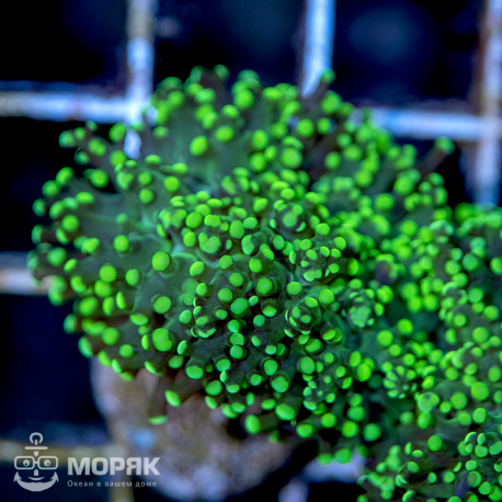 Euphyllia yaeyamaensis - лягушачья икра