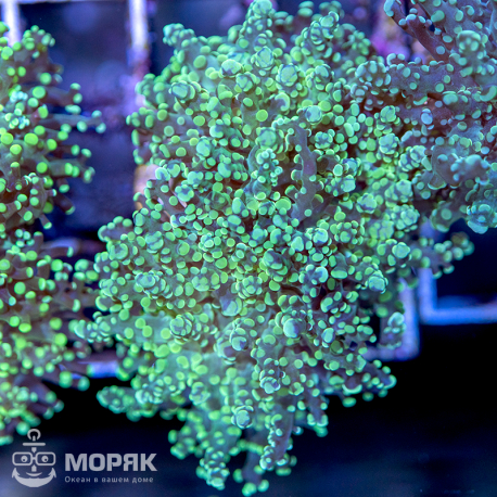 Euphyllia yaeyamaensis - лягушачья икра